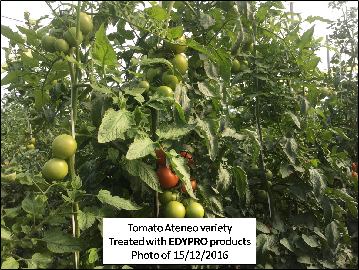 Tomato treated with biotec products of EDYPRO